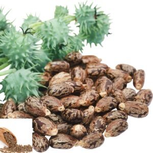 Premium Castor Seeds - High-Quality & Versatile