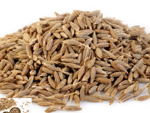 Premium Cumin Seeds Manufacturer, Supplier, & Exporter