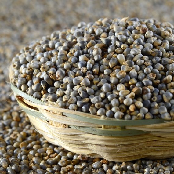 Bajra / Pearl Millet in India