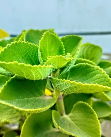 Organic Ajwain Seeds