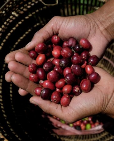 Robusta Coffee Packaging