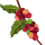 Robusta Coffee Seeds